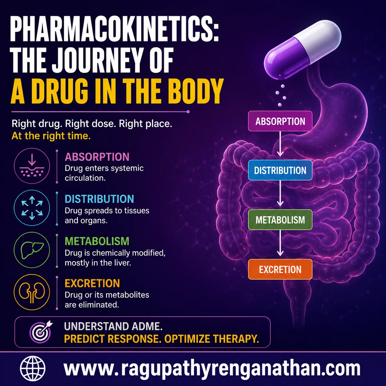Pharmacokinetics – The Journey of Drug in the Body